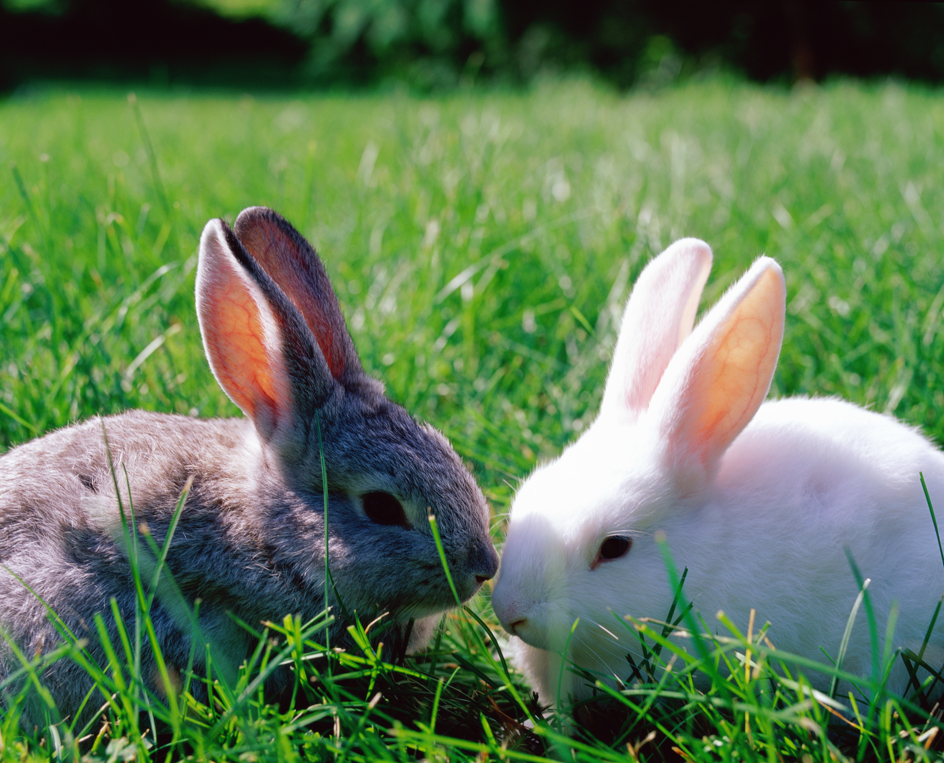Small animal sale pet sitting